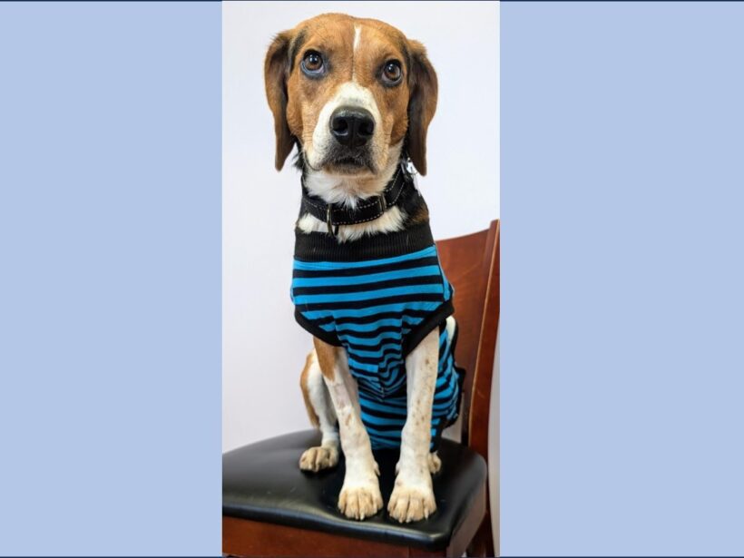 Fridge – Adopted October 2025