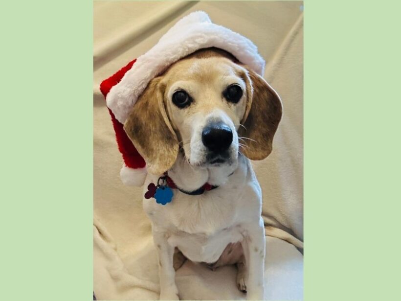 Peaches – Adopted December 2025