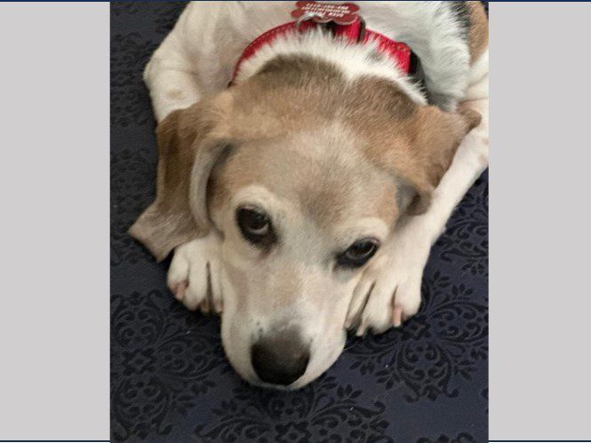 Peaches – Fostered Peaches – Fostered