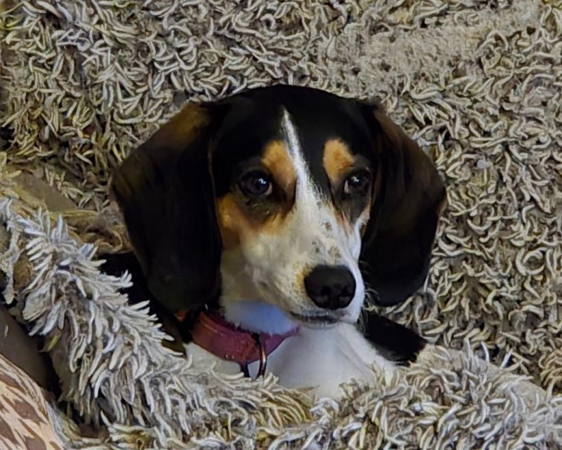 Oshie – Fostered Oshie – Fostered