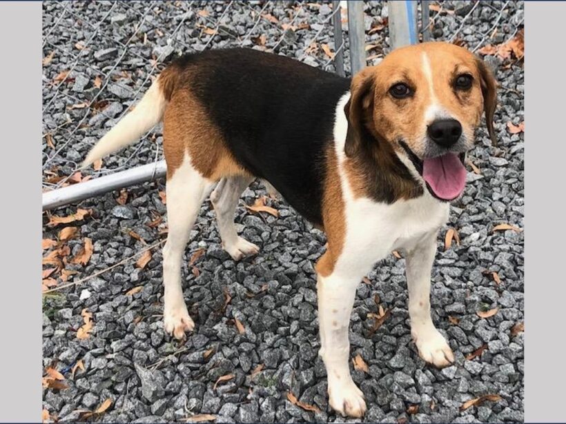 Chachi – Adopted December 2025