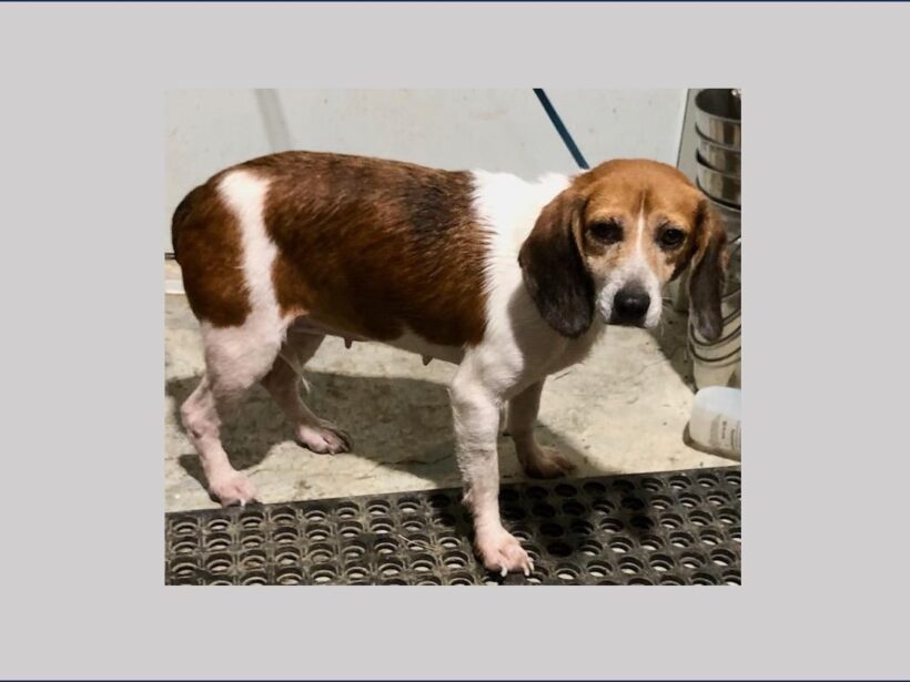 Juleeann – Adopted December 2025