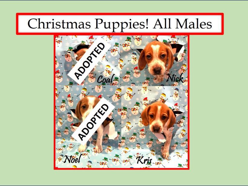 Christmas Puppies – Fostered (2 left)