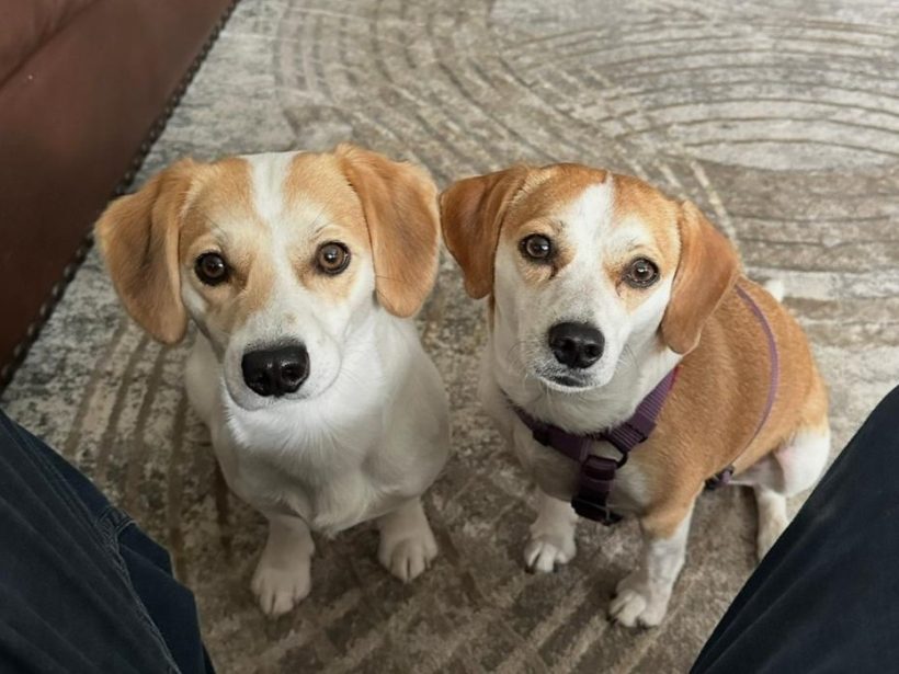 Fito and Lady Whistledown (Bonded Pair) – Adopted January 2026