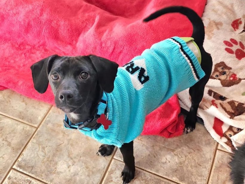 Jett – Fostered – Attending 3/14 Adoption Day in Springfield, VA