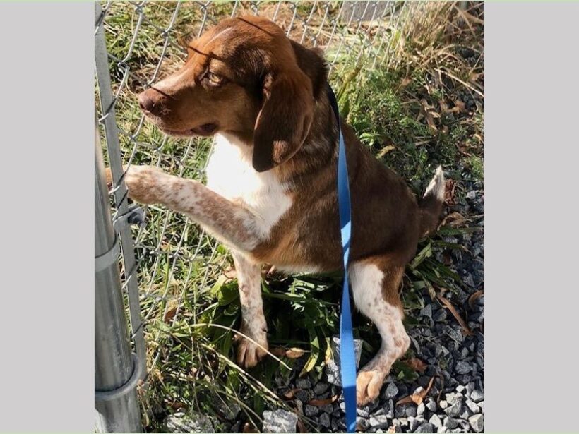 Johannes – Attending 3/14 Adoption Day in Springfield, VA Johannes – Attending 3/14 Adoption Day in Springfield, VA