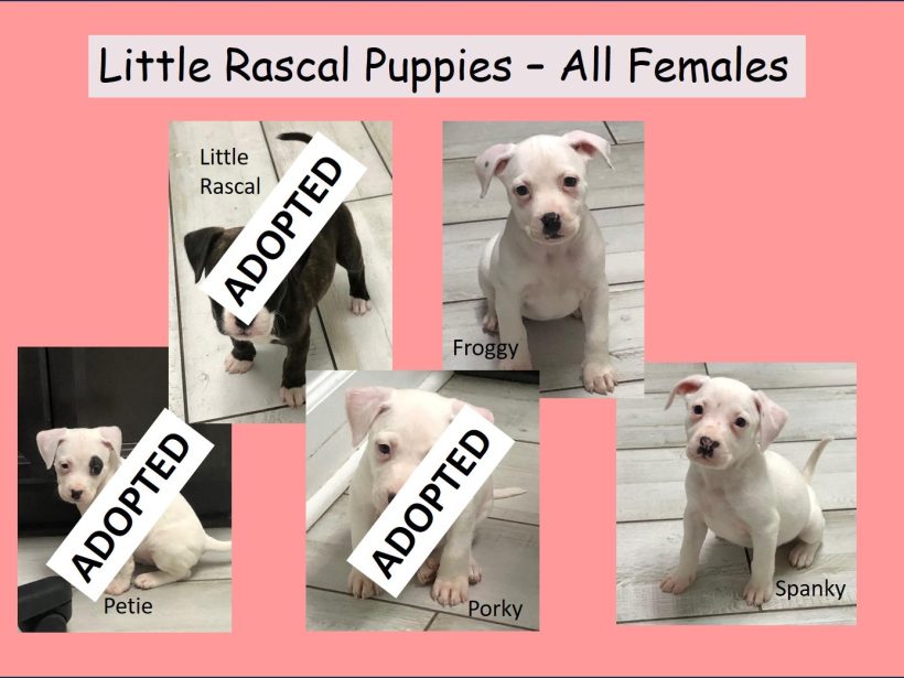 Little Rascal Puppies (2 left) – Attending 3/14 Adoption Day in Springfield, VA