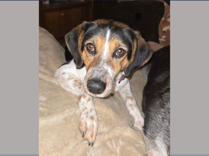 Sarah Lee – Adopted February 2026