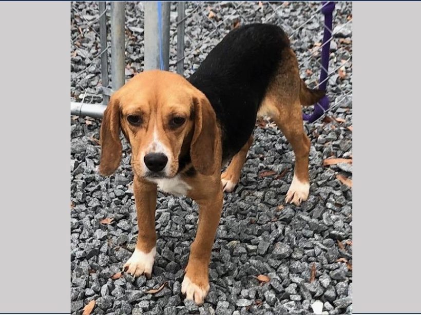 Flurry – Attending 3/14 Adoption Day in Springfield, VA Flurry – Attending 3/14 Adoption Day in Springfield, VA