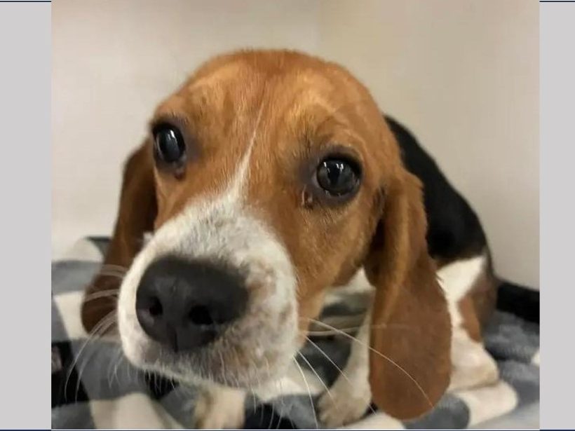 Mitzi – Adopted January 2026