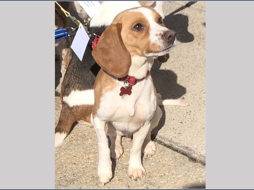 Theo – Attending 3/14 Adoption Day in Springfield, VA