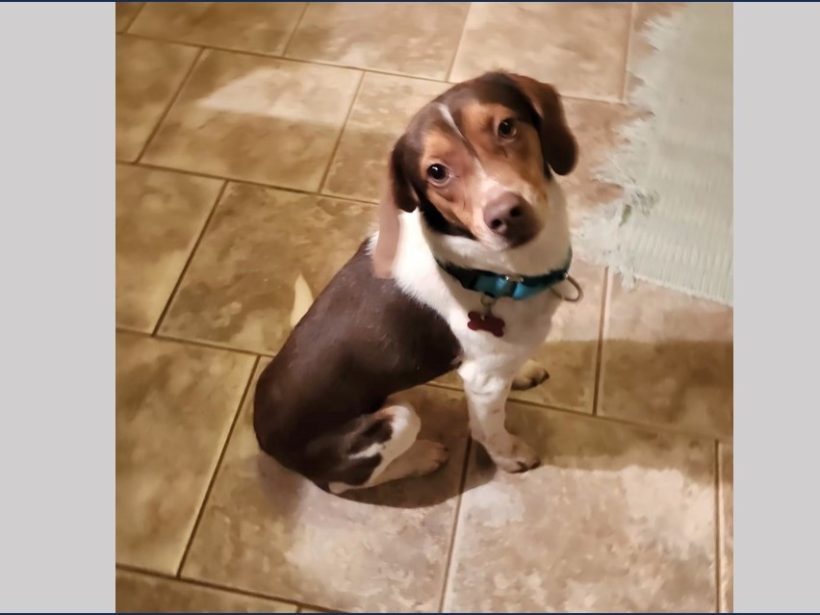 Chippy – Adopted March 2026