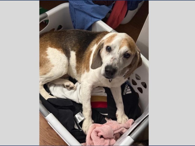 Flash Gordon – Fostered Flash Gordon – Fostered