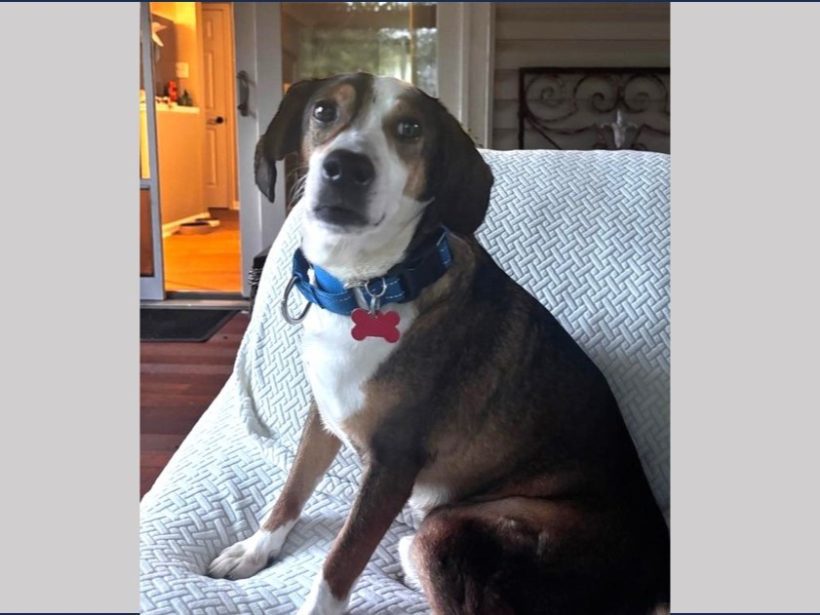 Gizmo (Gizzy) – Fostered