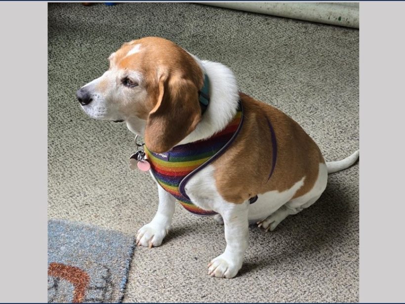 Gus – Fostered
