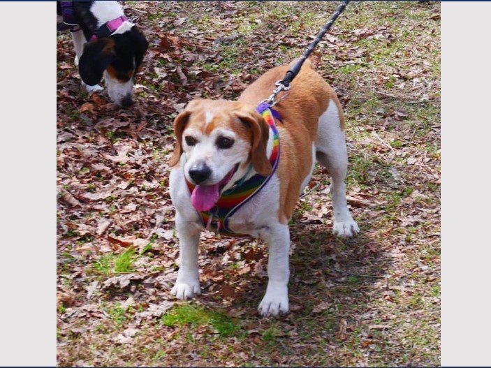 Gus – Fostered Gus – Fostered