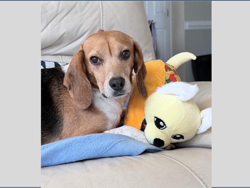 Noah – Fostered