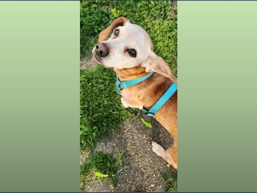 Rex – Fostered Rex – Fostered