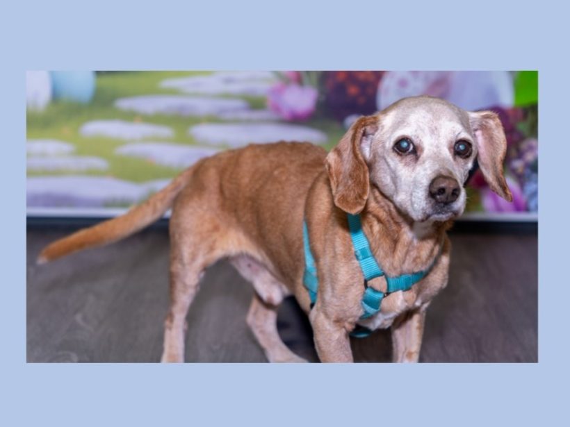 Rex – Fostered Rex – Fostered