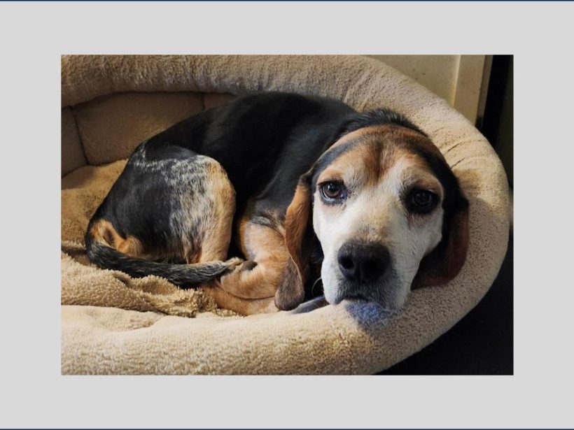 Ludo – Adoption Pending