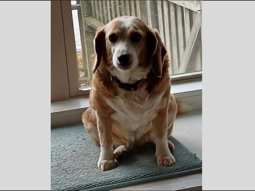 Queenie – Fostered