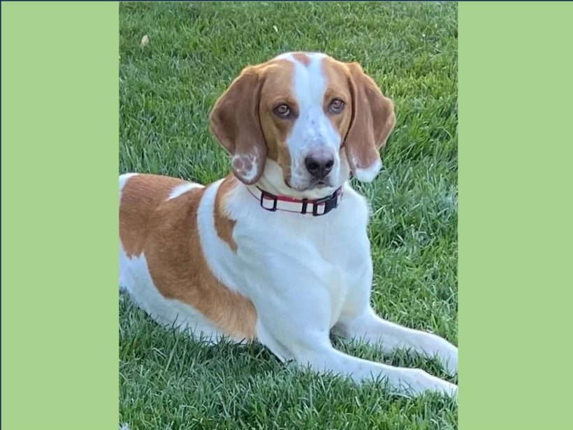 Shades – Fostered! Shades – Fostered!