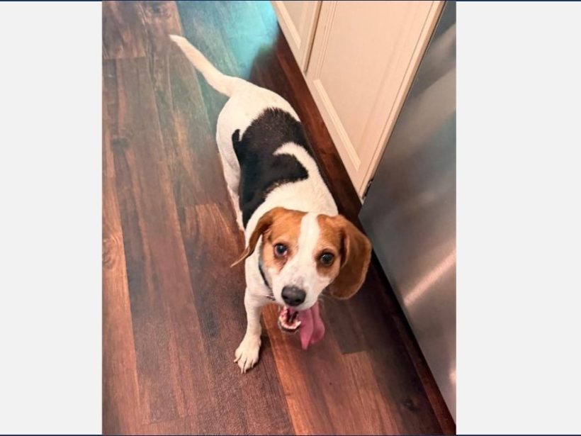 Lady Liberty – Fostered – Available Soon