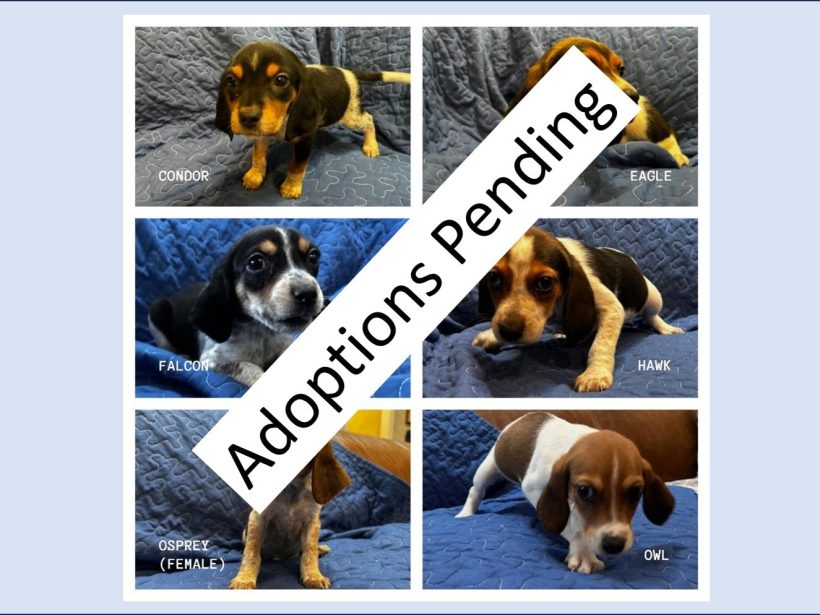 Molly’s Puppies (5M, 1F) – Available 5/24/26