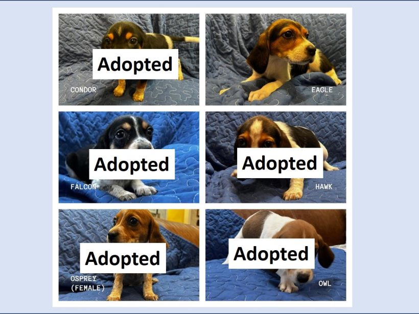 Molly’s Puppies (5M, 1F) – Eagle Still Available Molly’s Puppies (5M, 1F) – Eagle Still Available