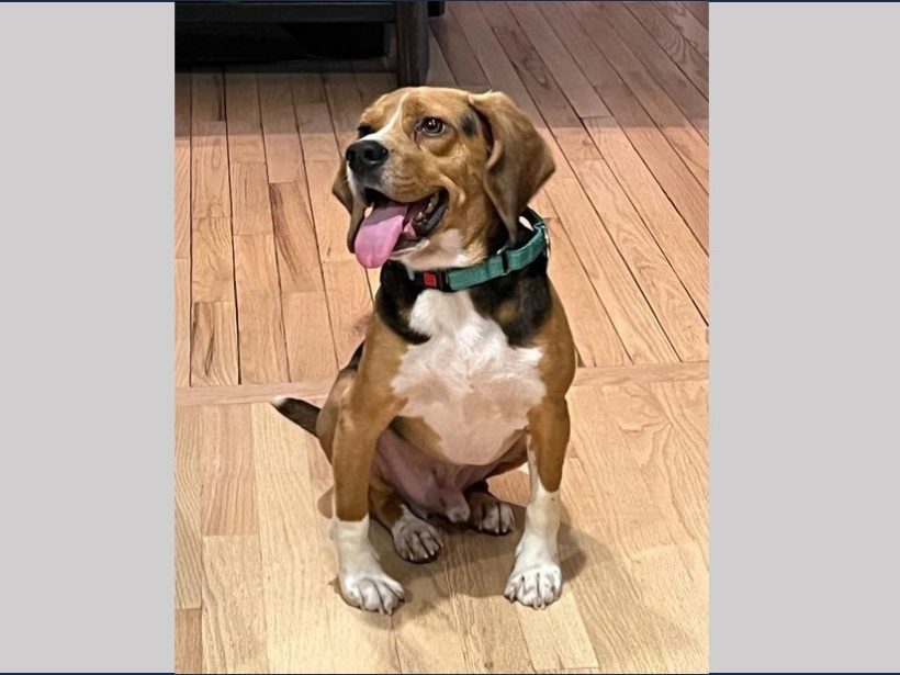 Noodle – Adopted May 2026