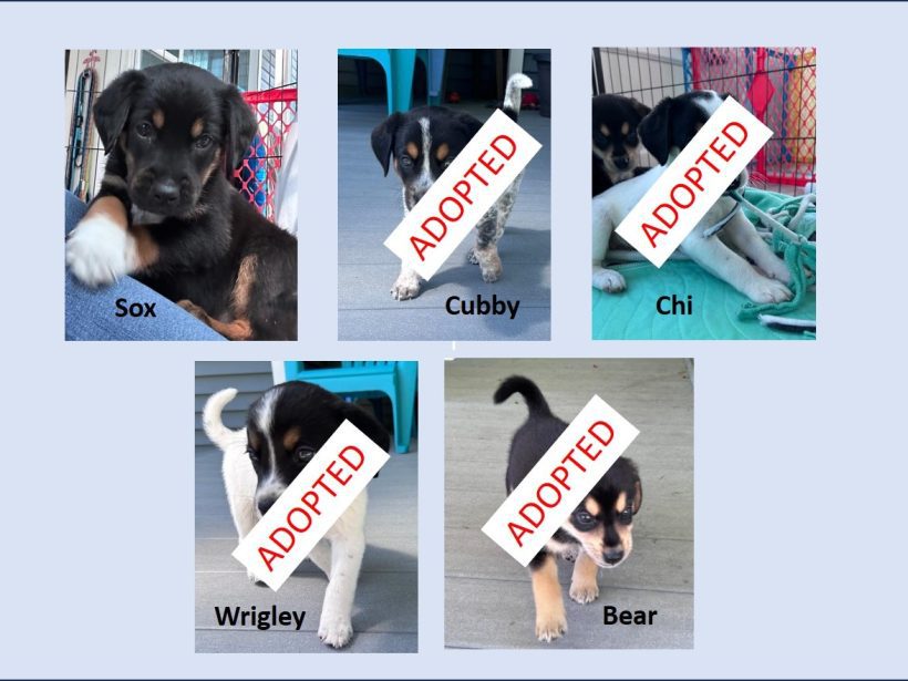 Roxy’s Chicago Puppies – Sox Still Available