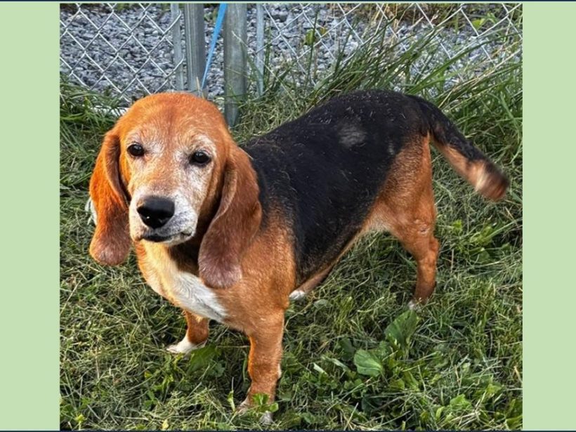McKinley – Fostered