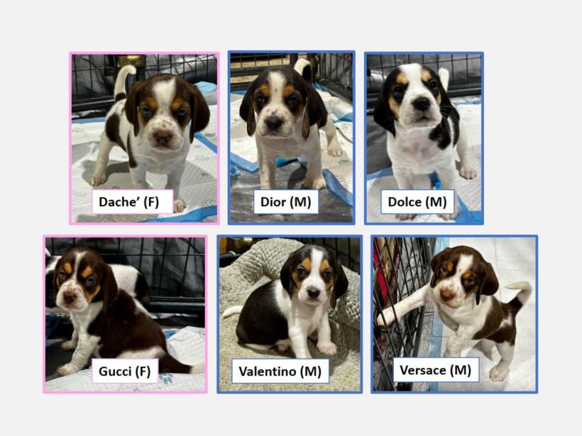 Prada’s Designer Puppies – 2 Females, 4 Males